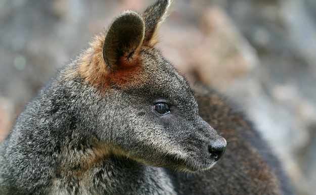Wilsons Prom is home to native mammals such as the Swamp Wallaby, Wallabia bicolor. Image by Toby Hudson [CC-BY-SA-3.0], via Wikimedia Commons