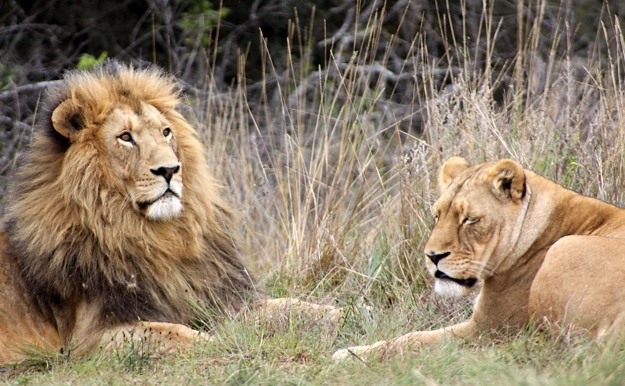 We ain’t lion, this predator stuff is a big deal. Image by Derek Keats via Flickr [CC BY 2.0] via Flickr