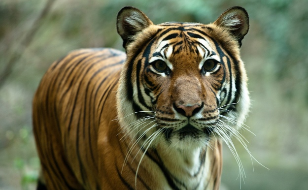 Without tigers, our ecosystems will suffer. Image by Sascha Kohlmann [CC-BY-SA 2.0] via Flickr