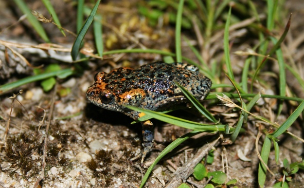 Uperoleia martini, Martin's Toadlet, is a very special frog.