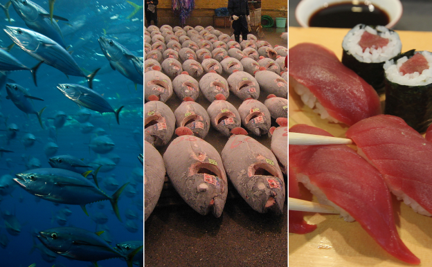 When a marine ecologist orders tuna sushi... 