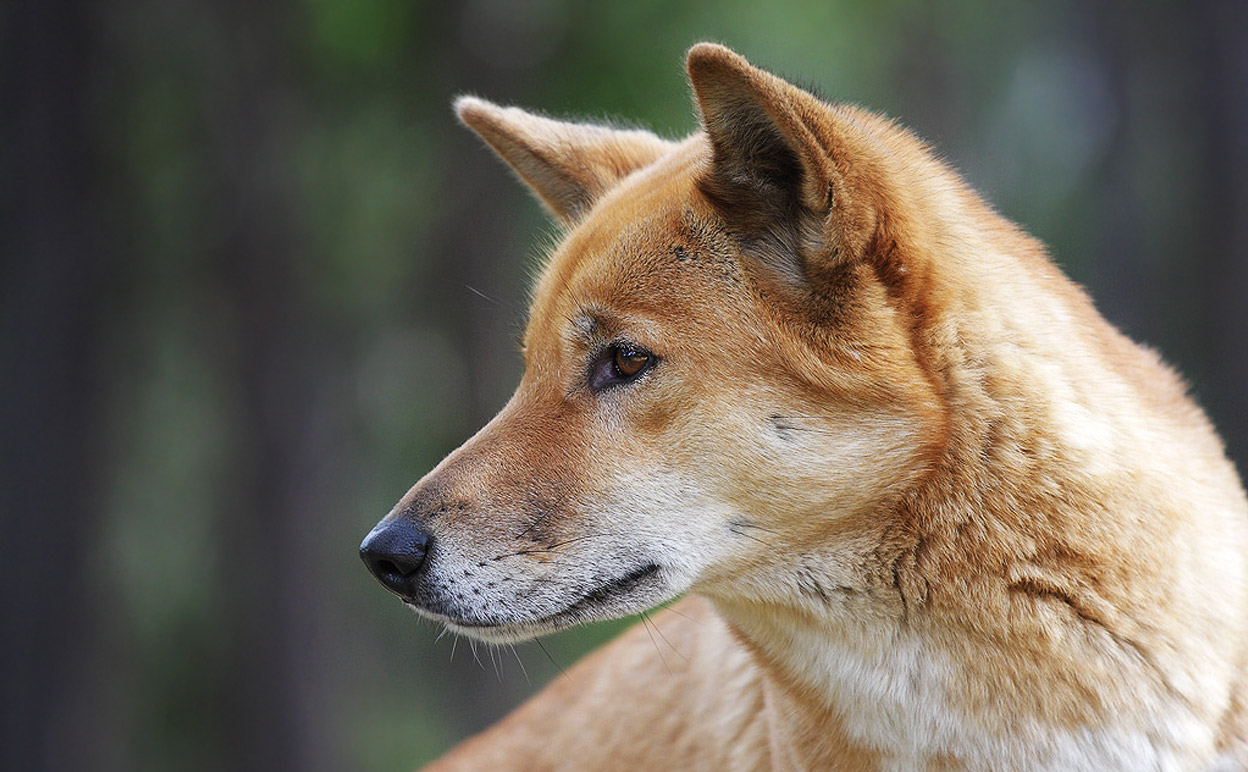 An Identity Crisis for the Australian Dingo